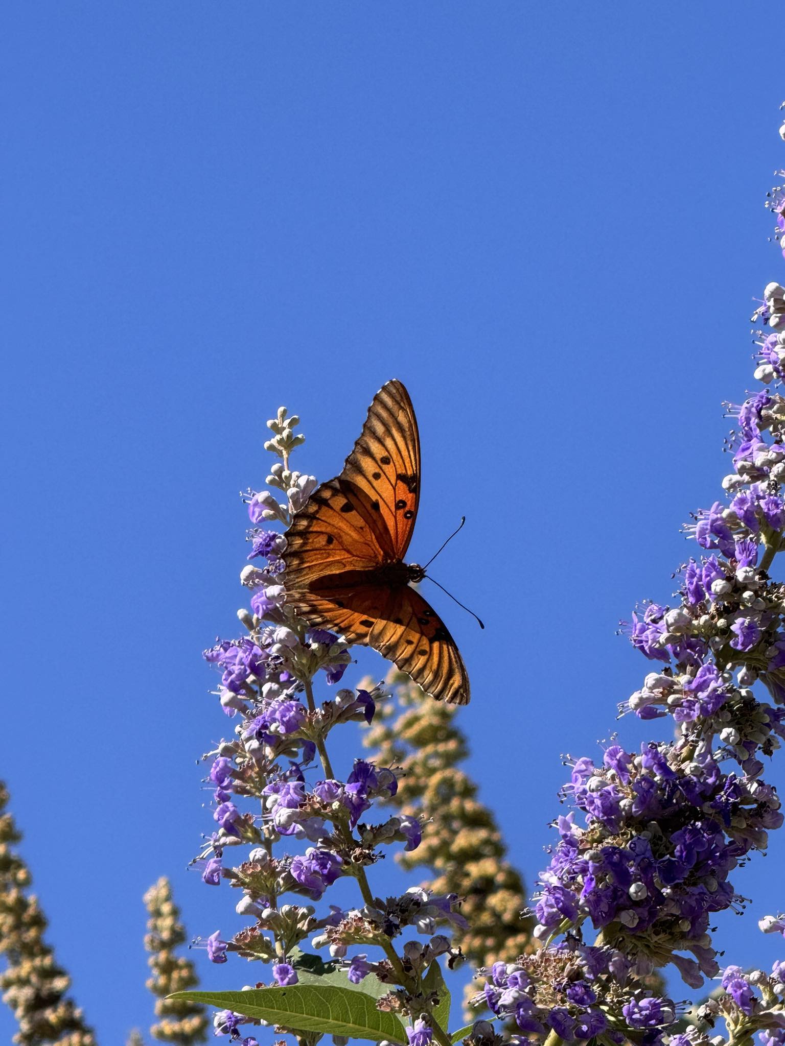 Beautiful butterfly on purple flowers against blue sky